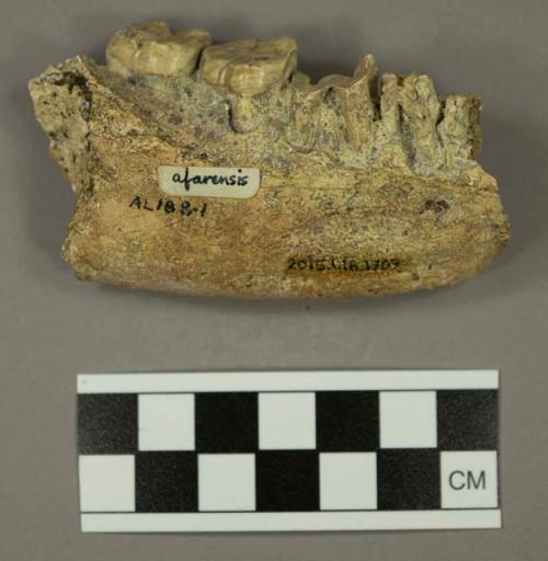 Australopithecus afarensis