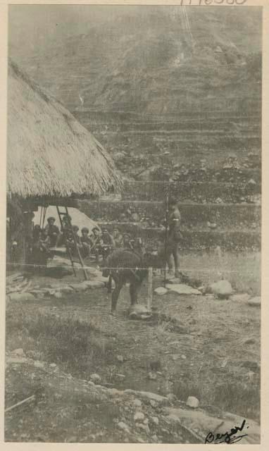 Man killing a hog at another ceremony where a hog is the sacrifice