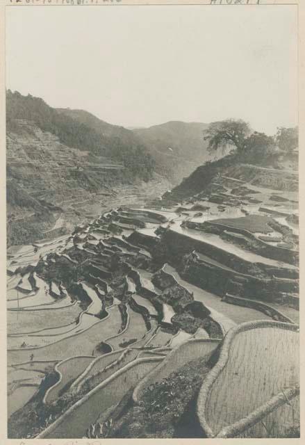 Rice terrace in the valley between Quiangan and Banaue