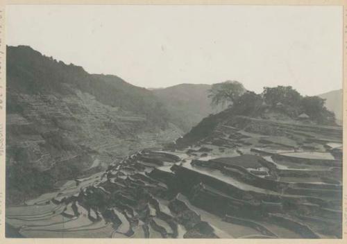 Rice terraces