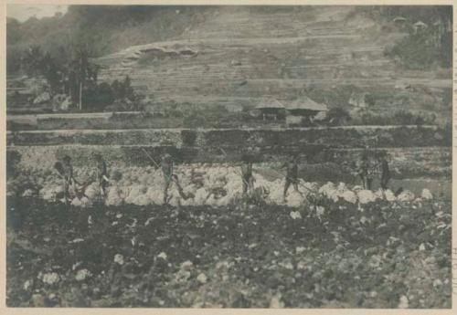 Ifugao people working on rice terraces in Quiangan