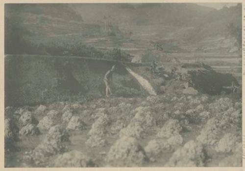 Ifugao person working on rice terrace