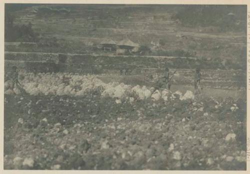 Ifugao people working on rice terrace