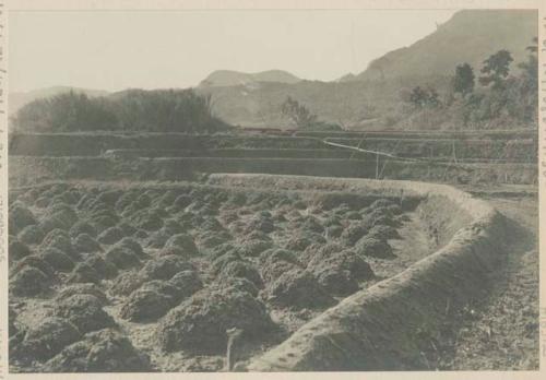 Rice terraces