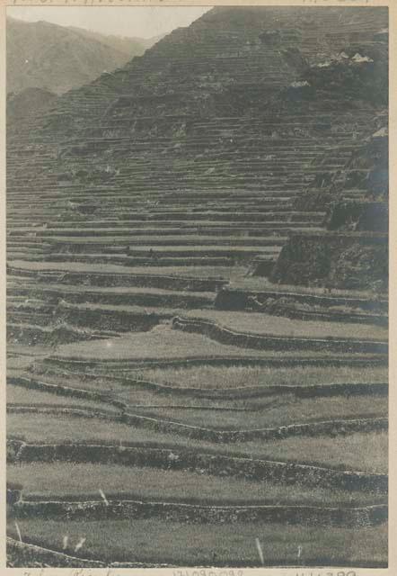 Ifugao rice terraces