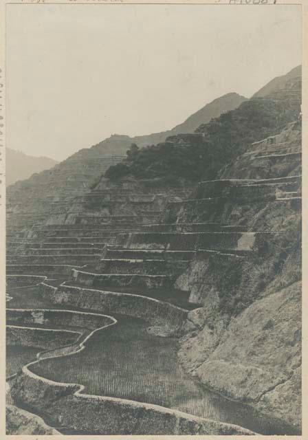 Ifugao rice terraces