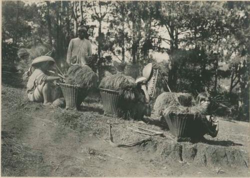 Group of Igorot people carrying rice
