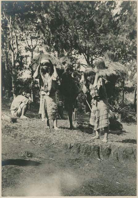 Igorot women carrying rice