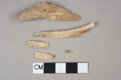 Bone fragments, likely bird