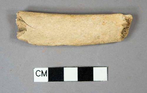 Bone mammal rib fragment