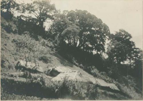 Sacred pines where annual religious ceremonies were held