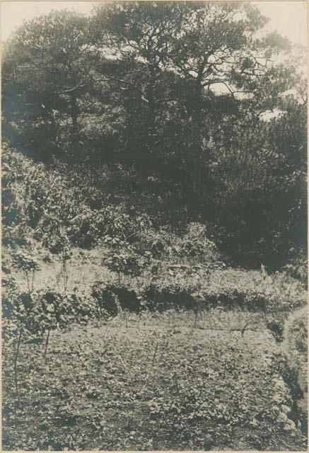 Sacred pines where annual religious ceremonies were held