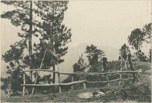 Trellis structure with Anito head posts