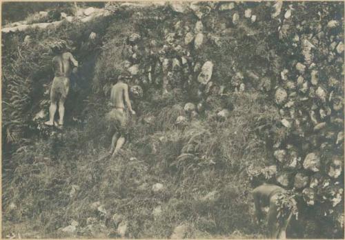 Igorot women clearing vegetation off rice terrace wall