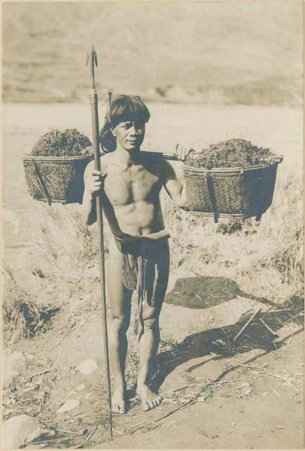 Igorot man carrying baskets of manure