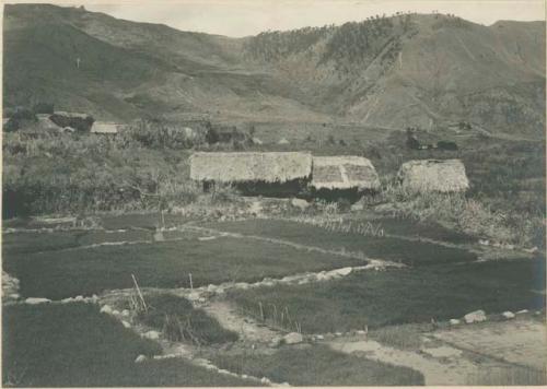 Rice beds, with granaries in background