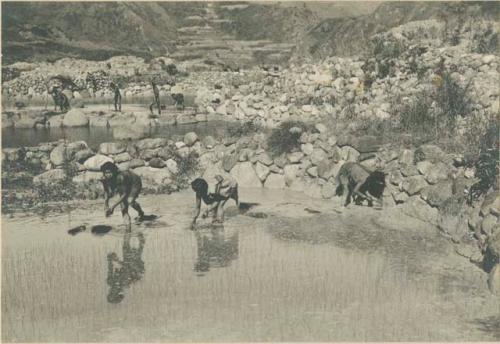 Group of Igorot people planting rice