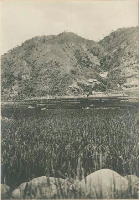 Sticks in rice bed, used to ward off birds