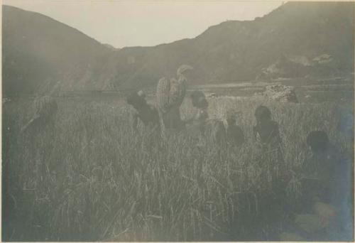 Group of Igorot people harvesting rice