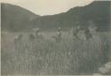 Group of Igorot people harvesting rice
