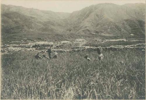 Group of Igorot people harvesting rice