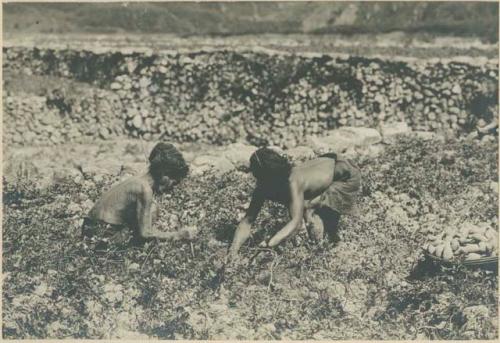 Igorot women digging camotes