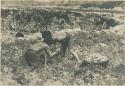Igorot women digging camotes