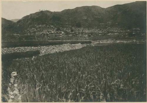 Field of rice with sticks used to scare off birds