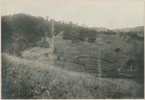 Benguet pine trees