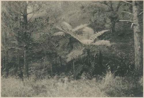 Tree ferns