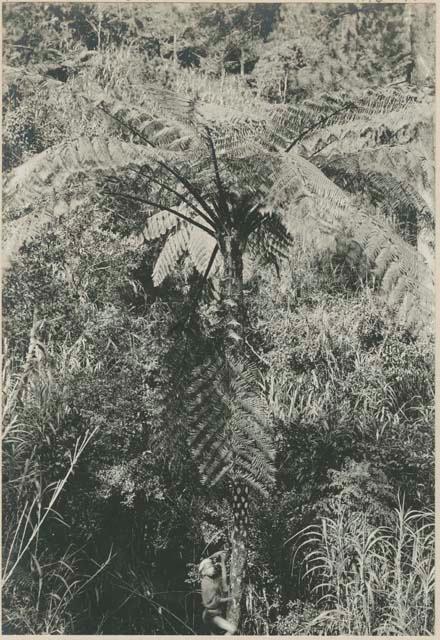 Igorot person climbing tree fern