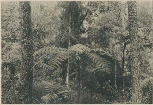 Tree ferns