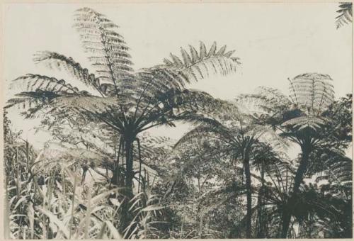 Tree-ferns crowding above other vegetation