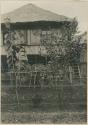 Trinidad garden, with mulberry and lemon trees