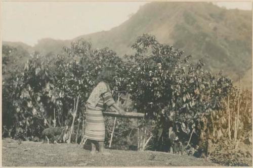 Igorot girl winnowing rice