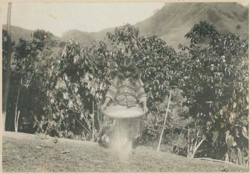 Igorot girl winnowing rice