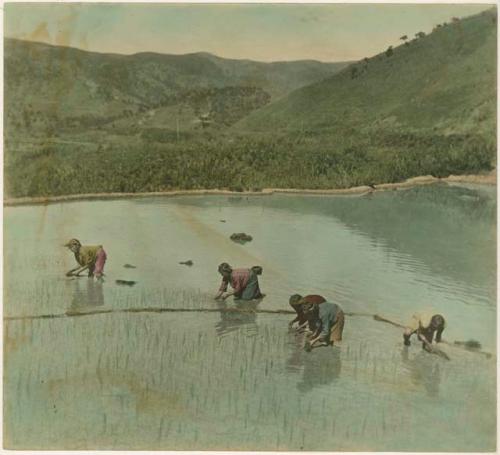 People working in rice field