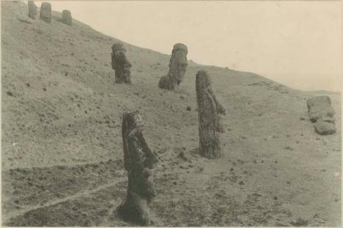 Moai on the south face of the outer rim of Rano Raraka