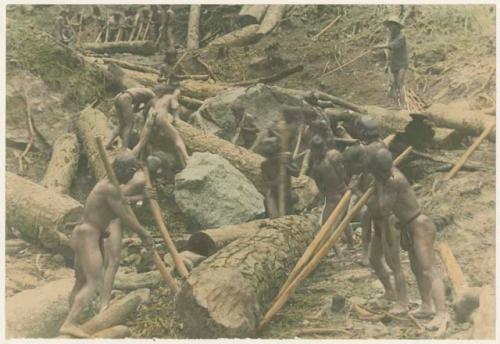 Igorot men moving fallen log