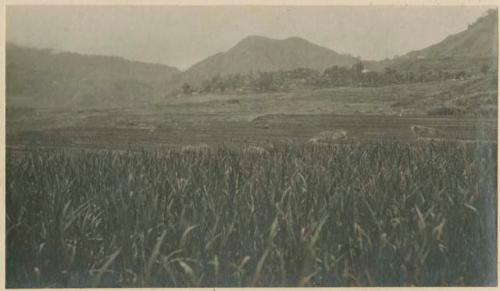 Central village of the pueblo of Ambabag