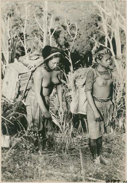 Ilongot women wearing carrying baskets