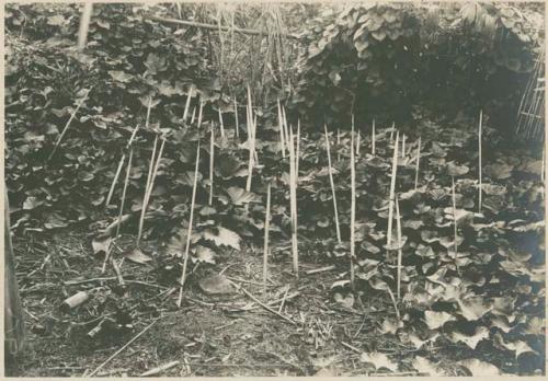 Squash vines protected with sharpened pieces of wood