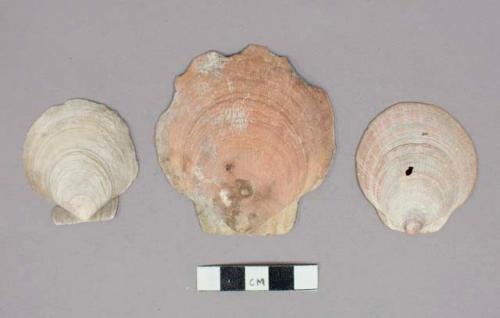 Shells of pecten