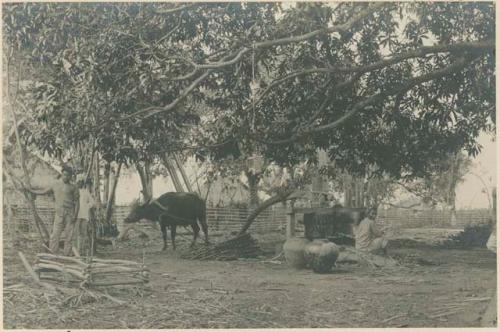 Ilocano men crushng cane at basi mill