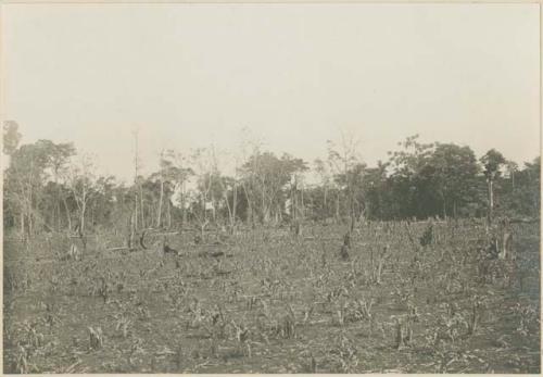 Corn fields on the outskirts of Lalauigan