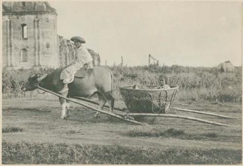 Form of transportation frequently used in Isabela