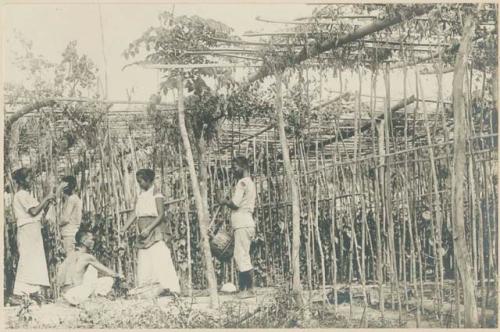 People working in a buyo leaf plantation in Peñaranda