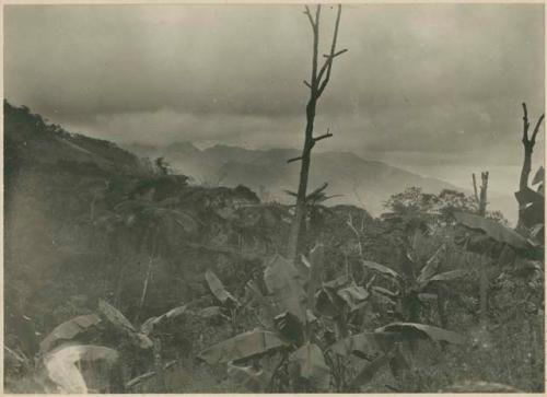 Kalinga clearing planted with bananas