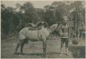 Subano horseman with his mount