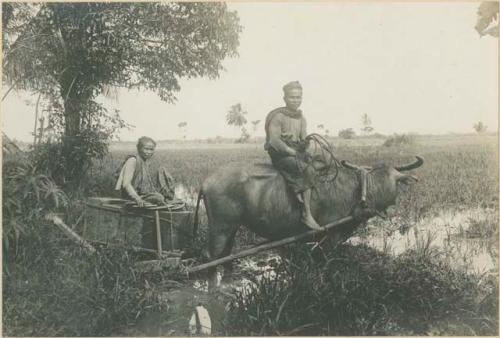 "Moro" woman and man coming from market riding carabao